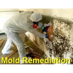 mold remediation La Grange