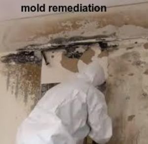 Mold Remediation Services