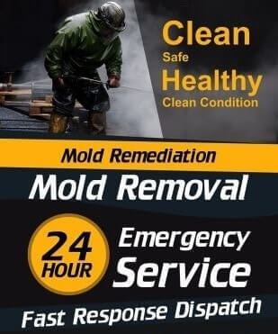 Mold Remediation